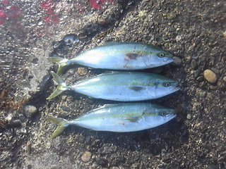 120505_073356.jpg